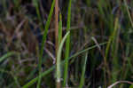 Variableleaf sunflower